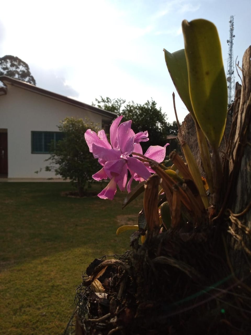 Day, Garden view