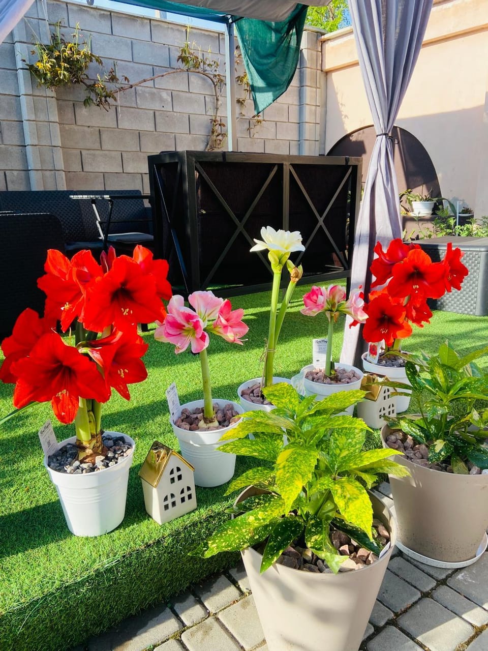 Day, Garden, Garden view