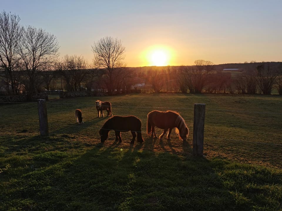 Animals, Sunset