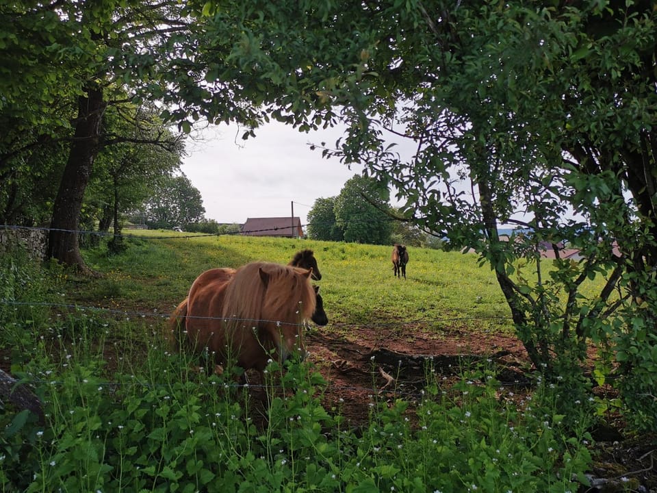 Spring, Animals, On site