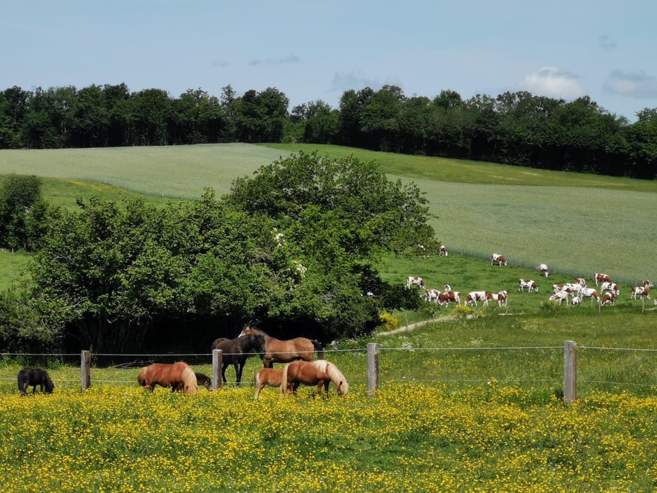 Spring, Day, Animals, On site