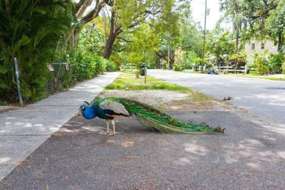 Peacock Villa 2 by Dream Vacation House in Fort Lauderdale