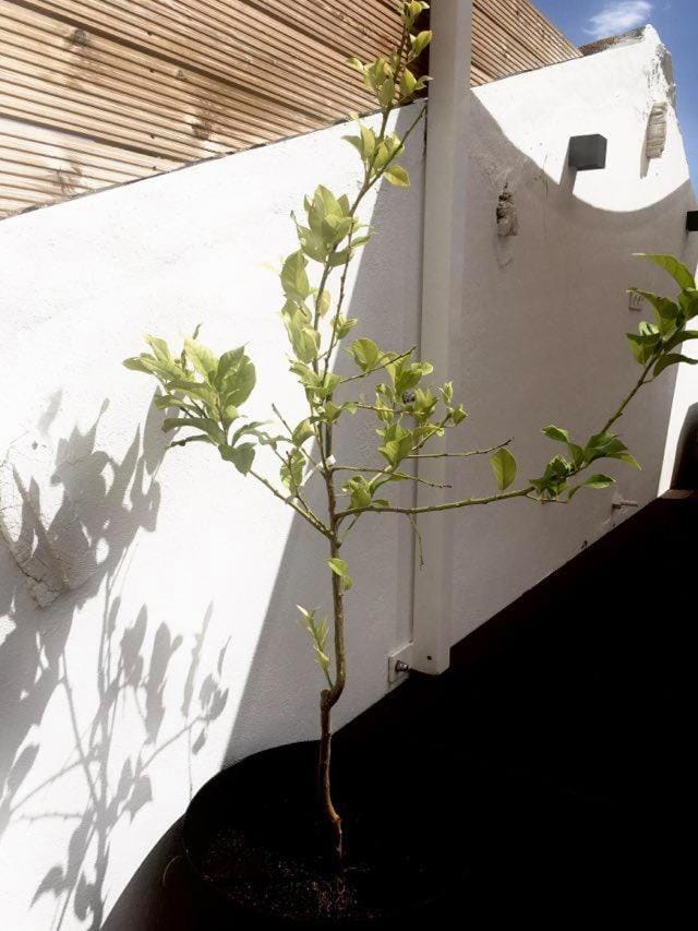 Casa dos Retratos Faro House in Faro