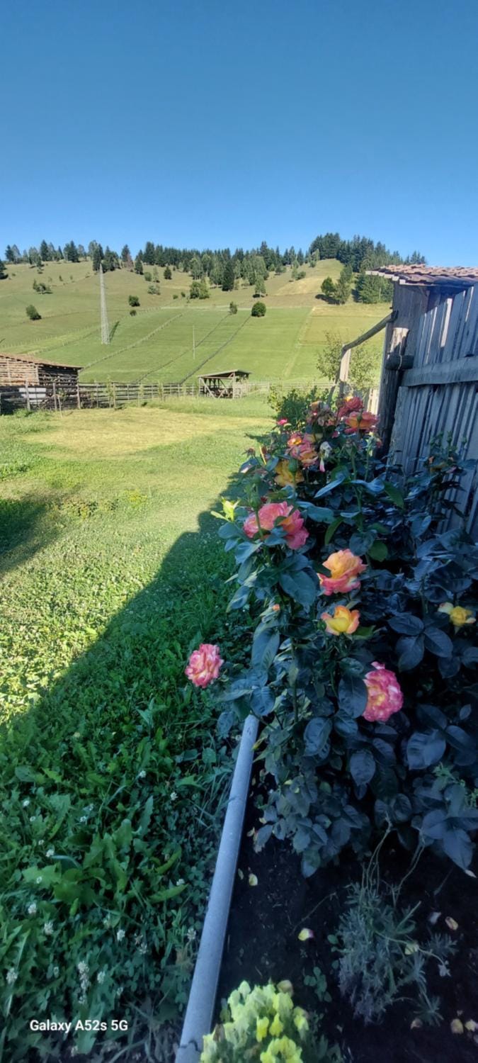 Natural landscape, Garden, Garden view