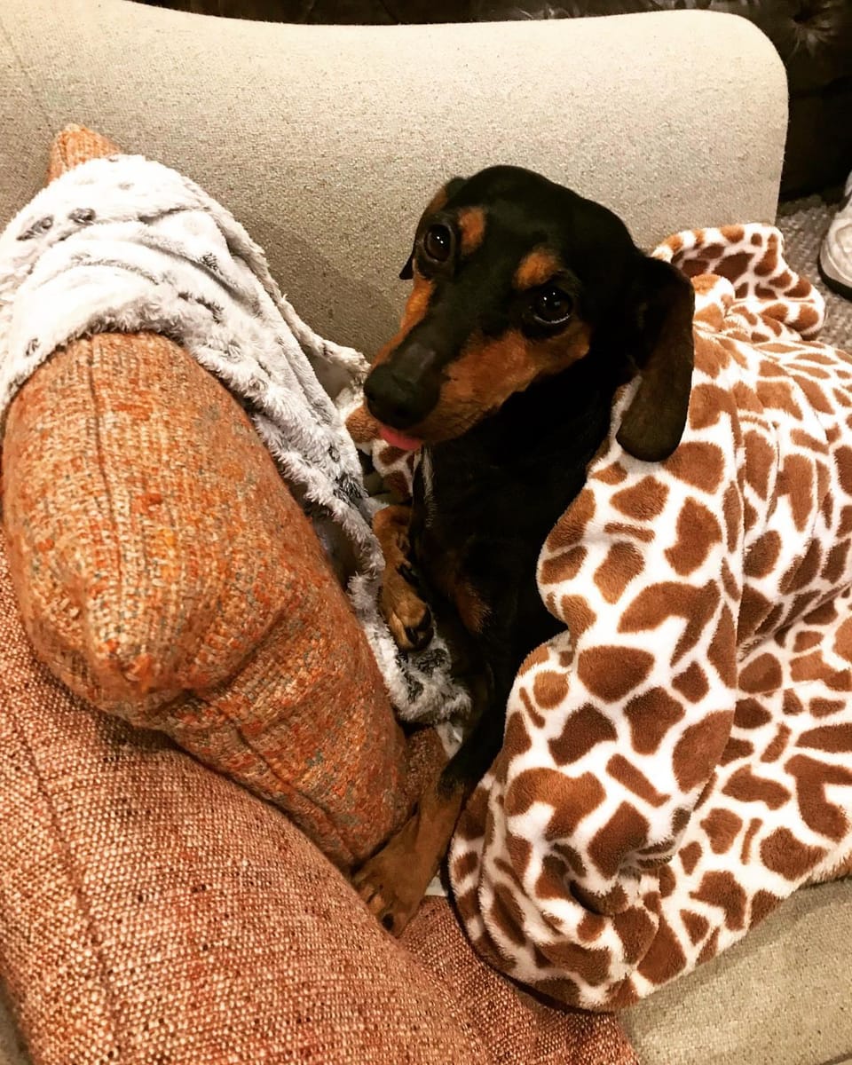 pet friendly