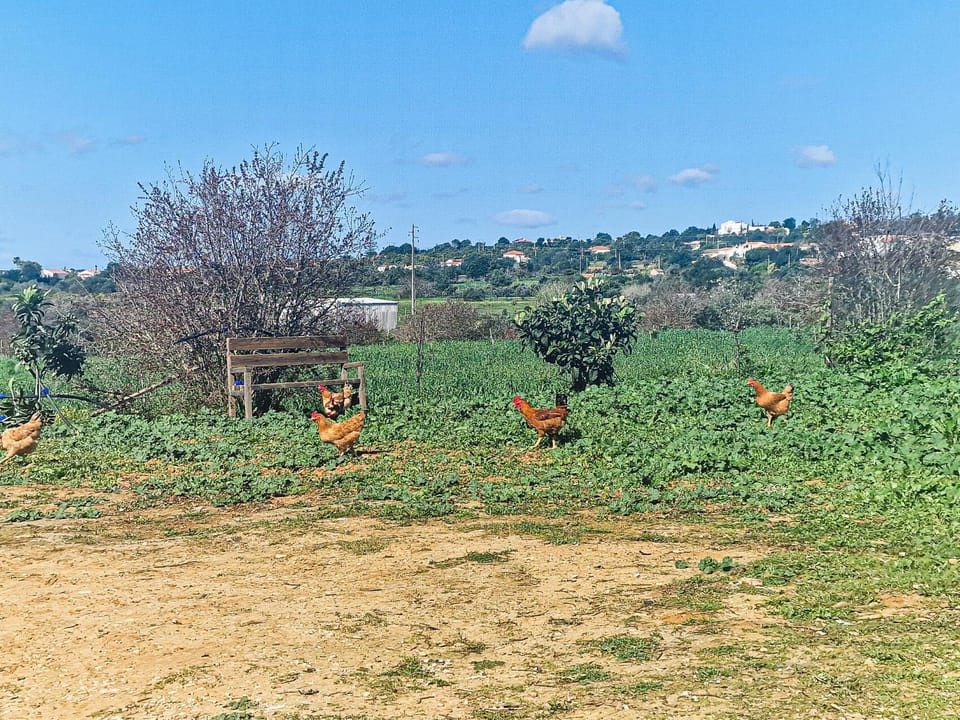 Spring, Day, Natural landscape, Animals
