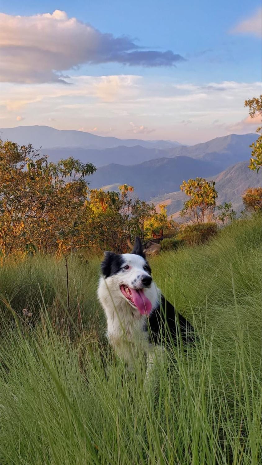 Animals, Mountain view, Sunset