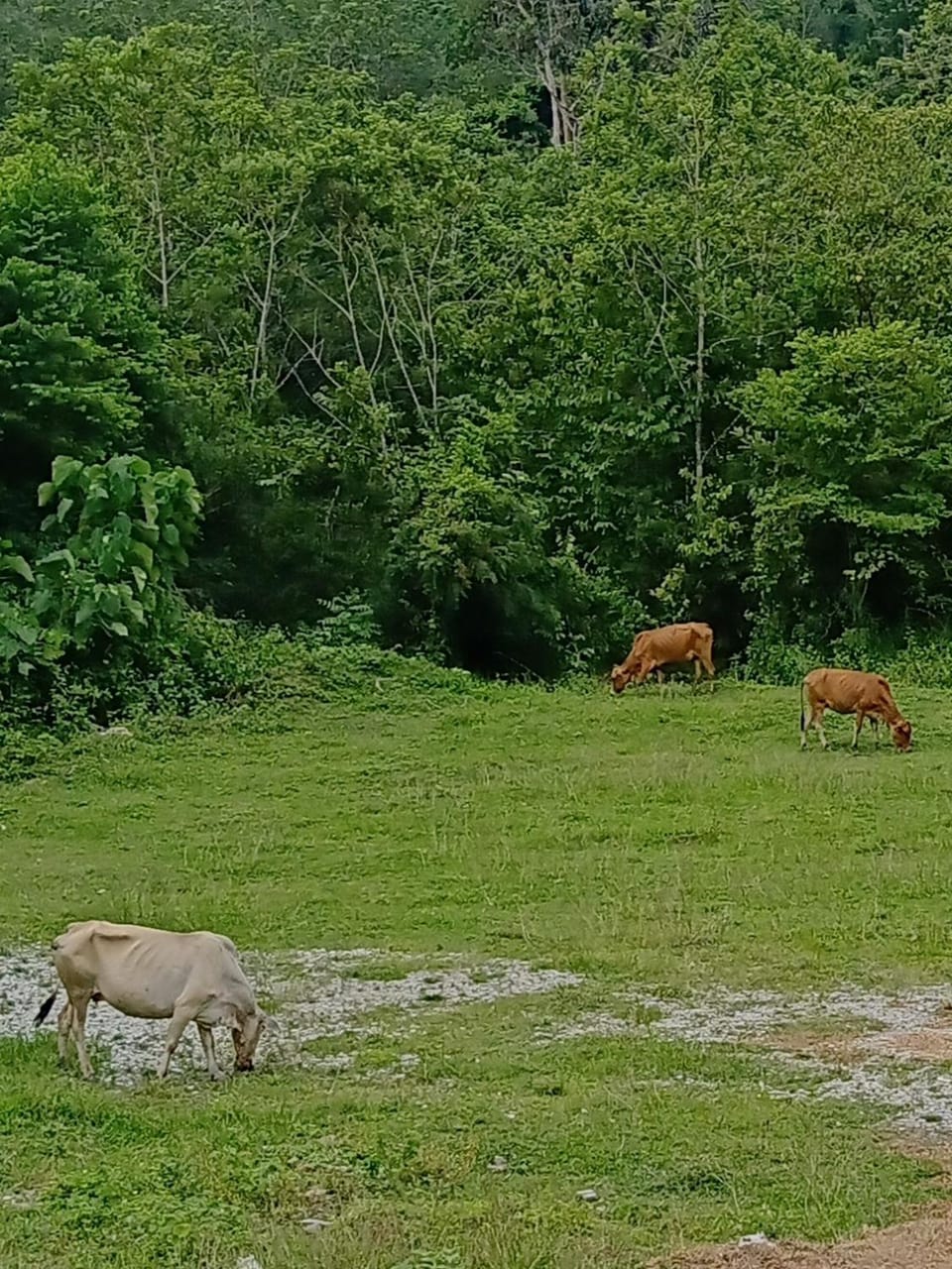 Aliza Scawa Homestay House in Negeri Sembilan, Malaysia