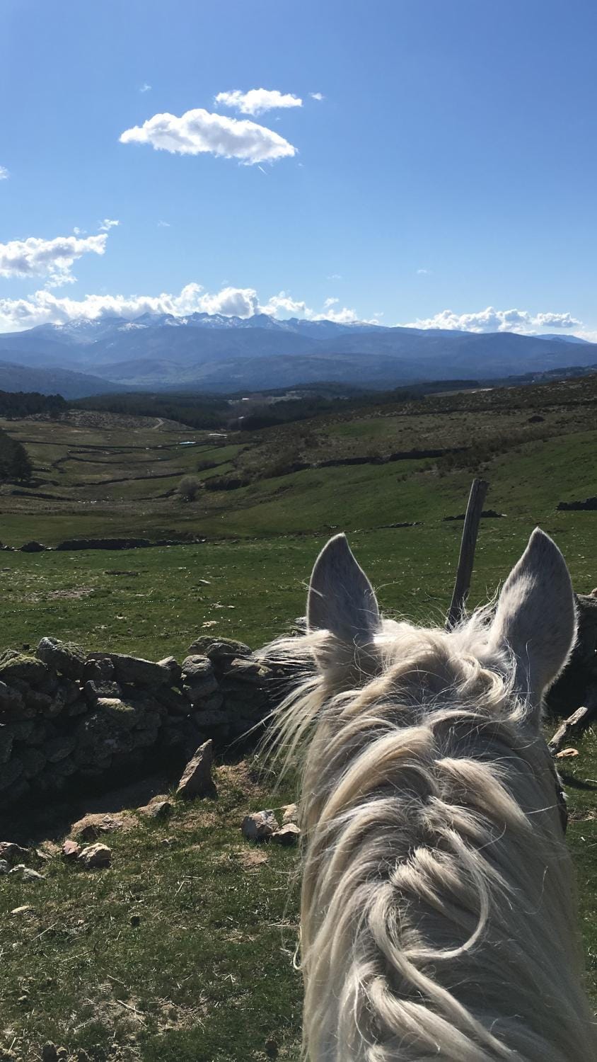Natural landscape, Animals, Mountain view