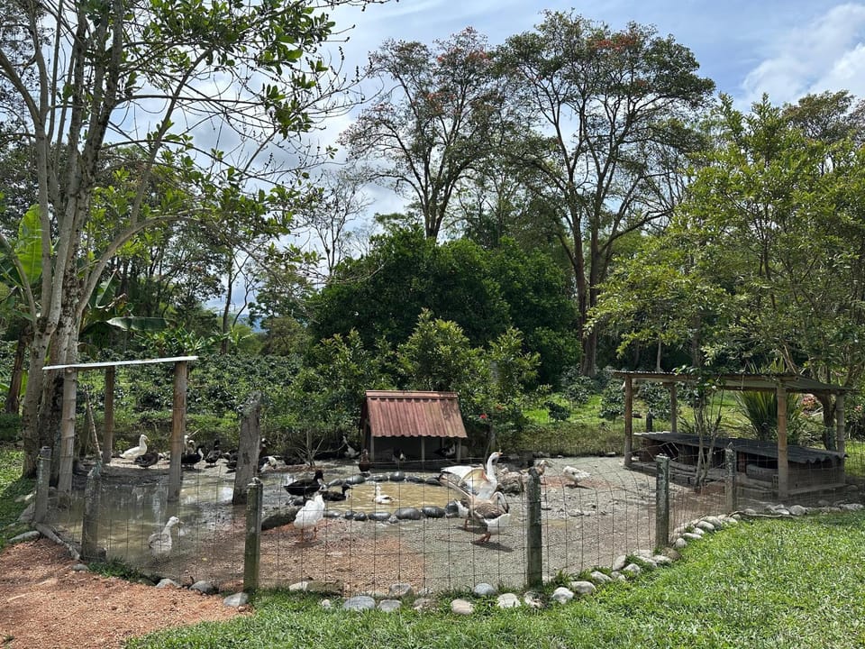 Cabaña la guitarra Bed and Breakfast in Huila, Colombia