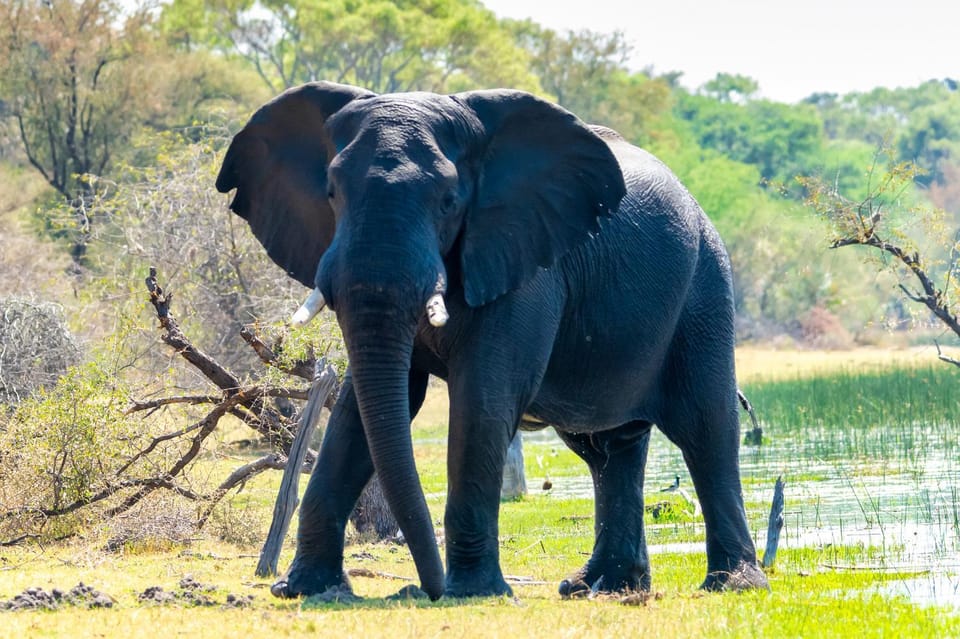 Natural landscape, Animals
