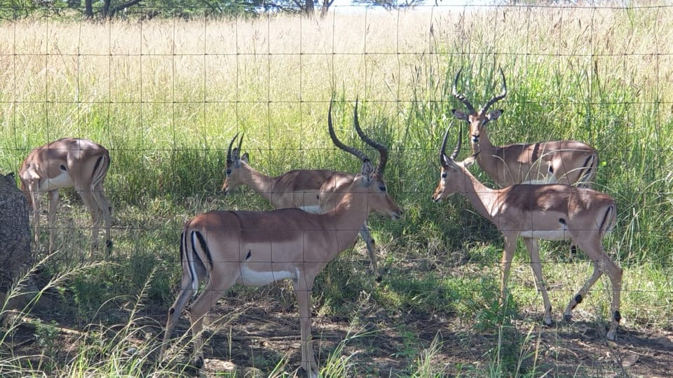 Animals