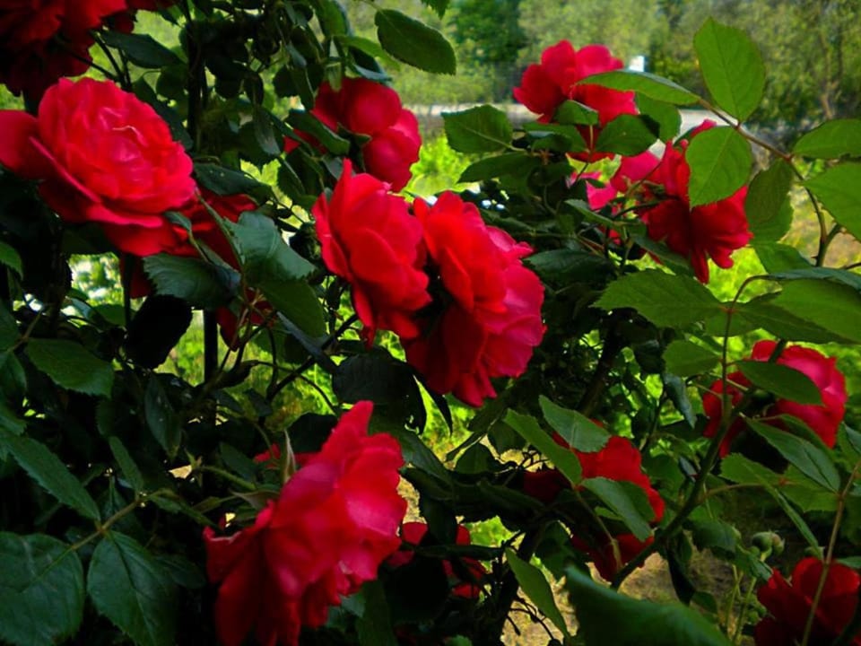 Natural landscape, Garden