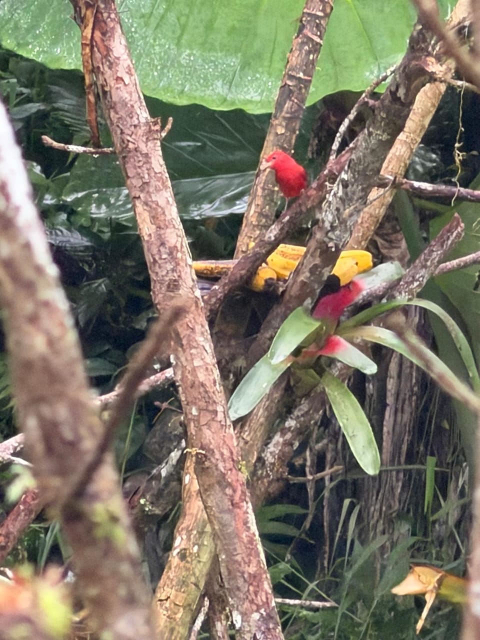 balcon birds ecopolis Apartment in Valle del Cauca