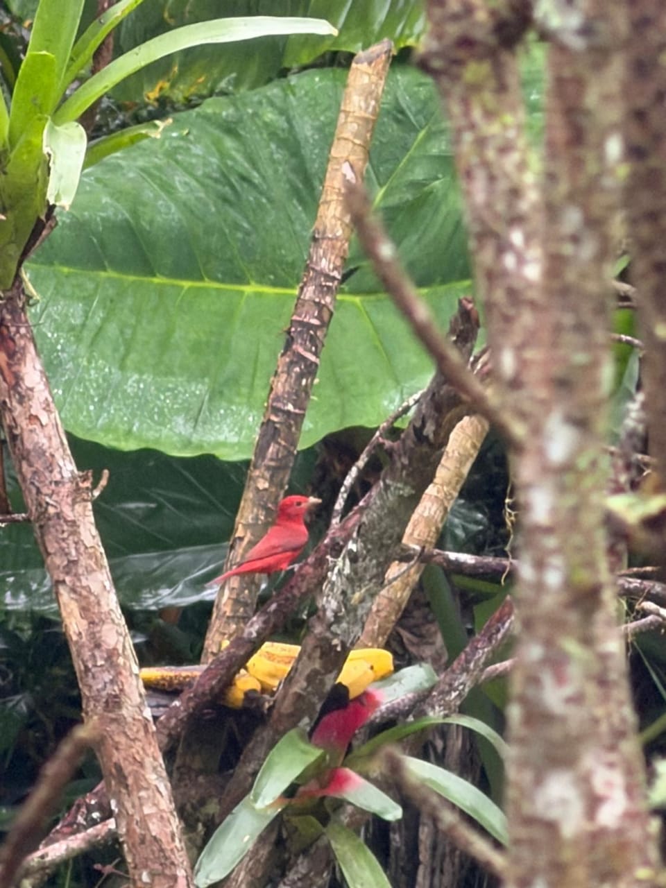 balcon birds ecopolis Apartment in Valle del Cauca