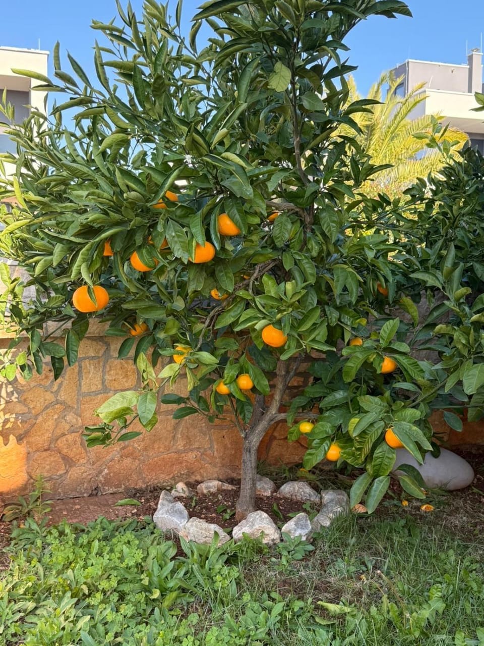 Apartmani Citrus Novigrad Apartment in Novigrad
