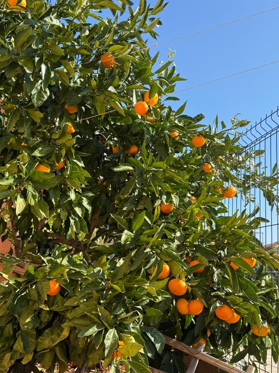 Apartmani Citrus Novigrad Apartment in Novigrad
