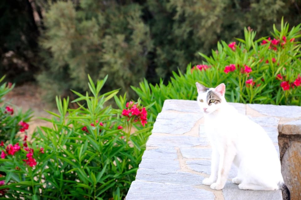 Garden, Pets