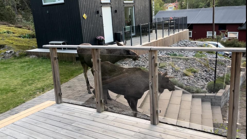 Cabin in the woods, close to Lake Mälaren Cabin in Sweden