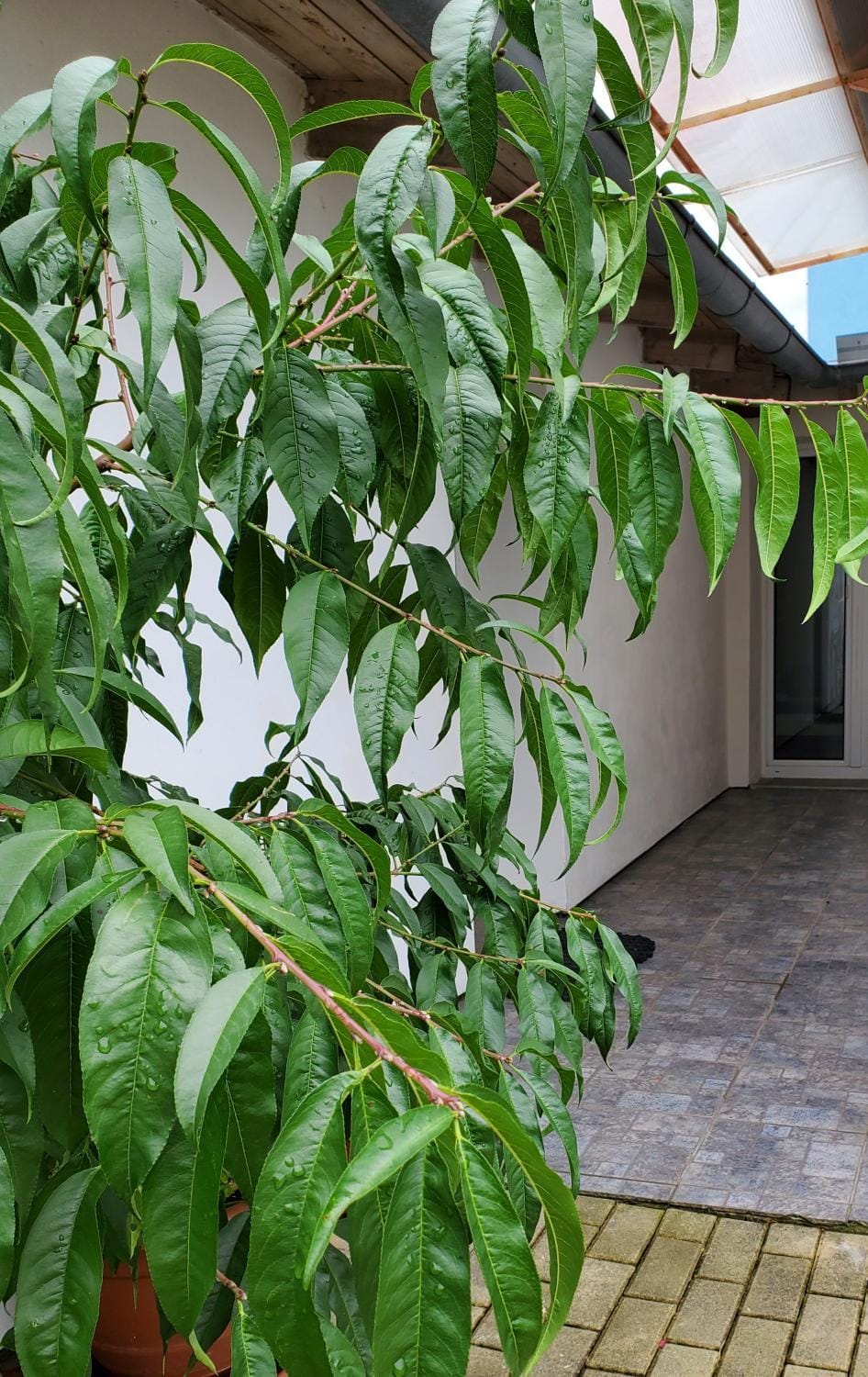 Apartman Starý Liskovec Apartment in Brno
