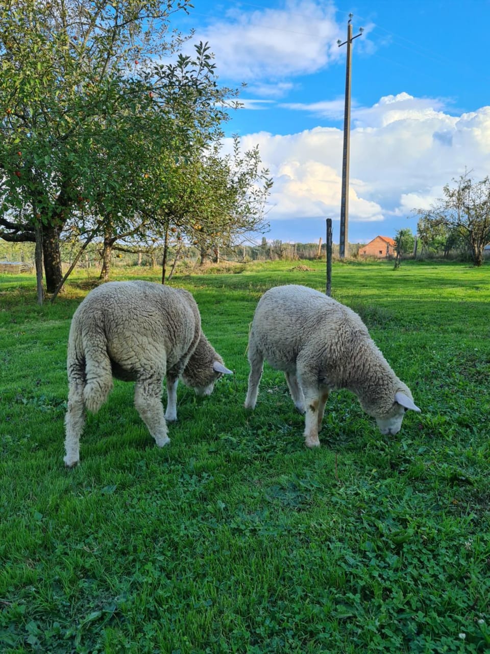 Animals