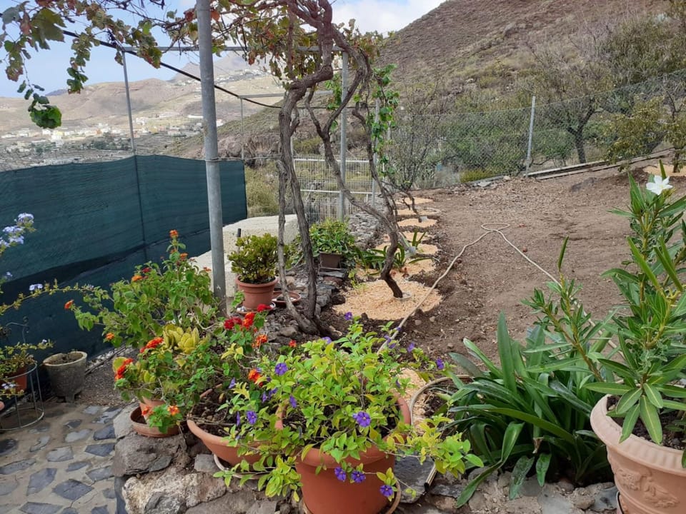 Patio, Garden, Garden view
