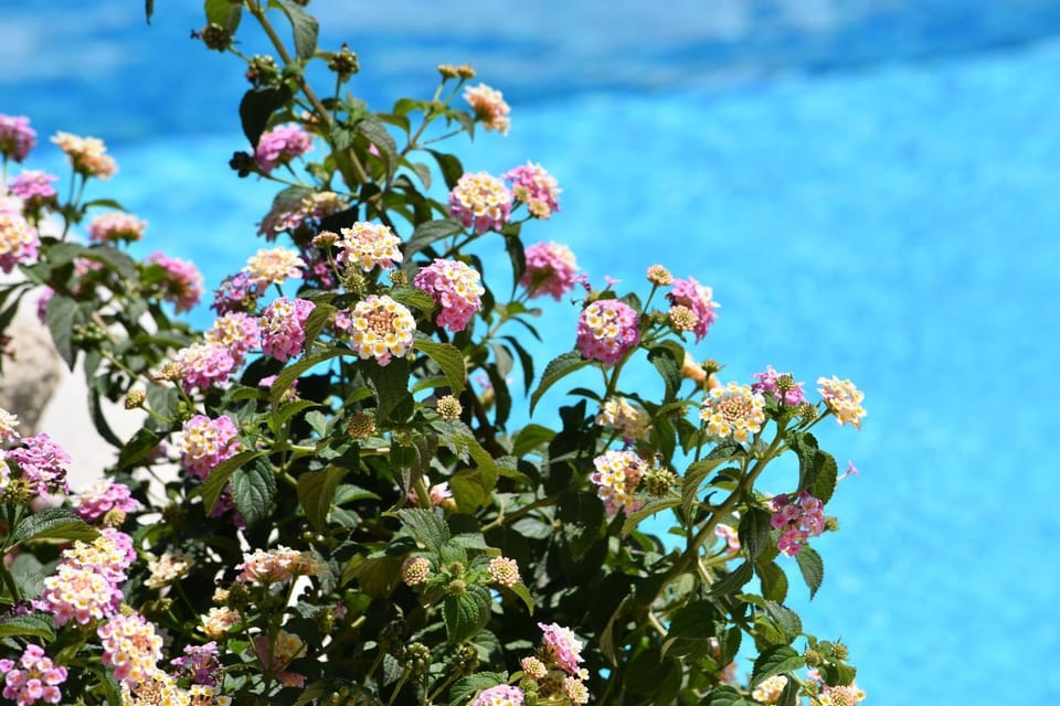 Natural landscape, Garden