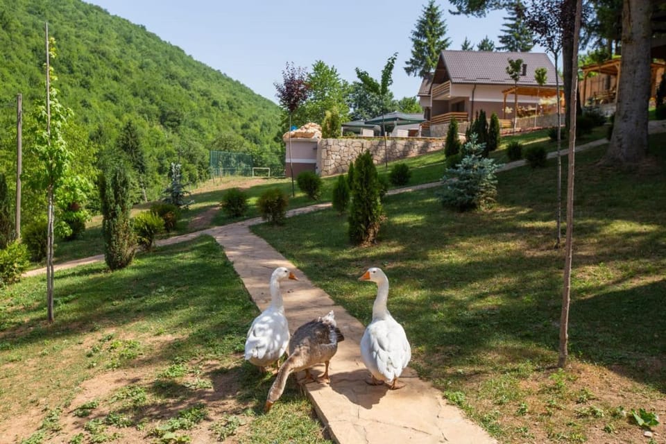 Property building, Animals