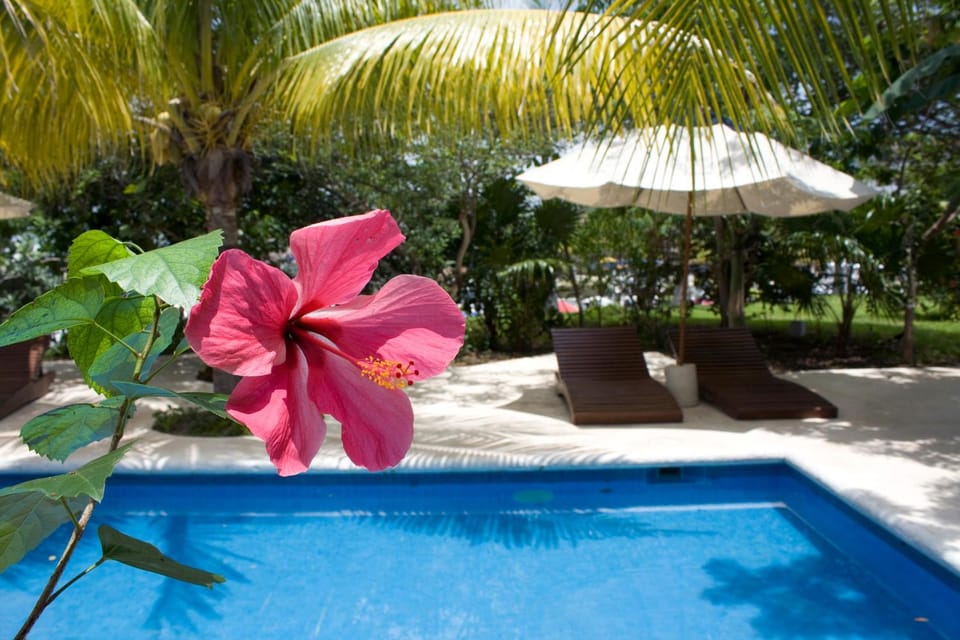 Day, Pool view, Swimming pool, Swimming pool