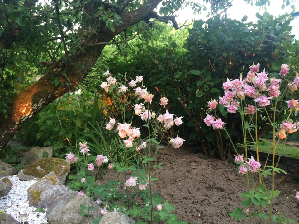 Spring, Day, Garden