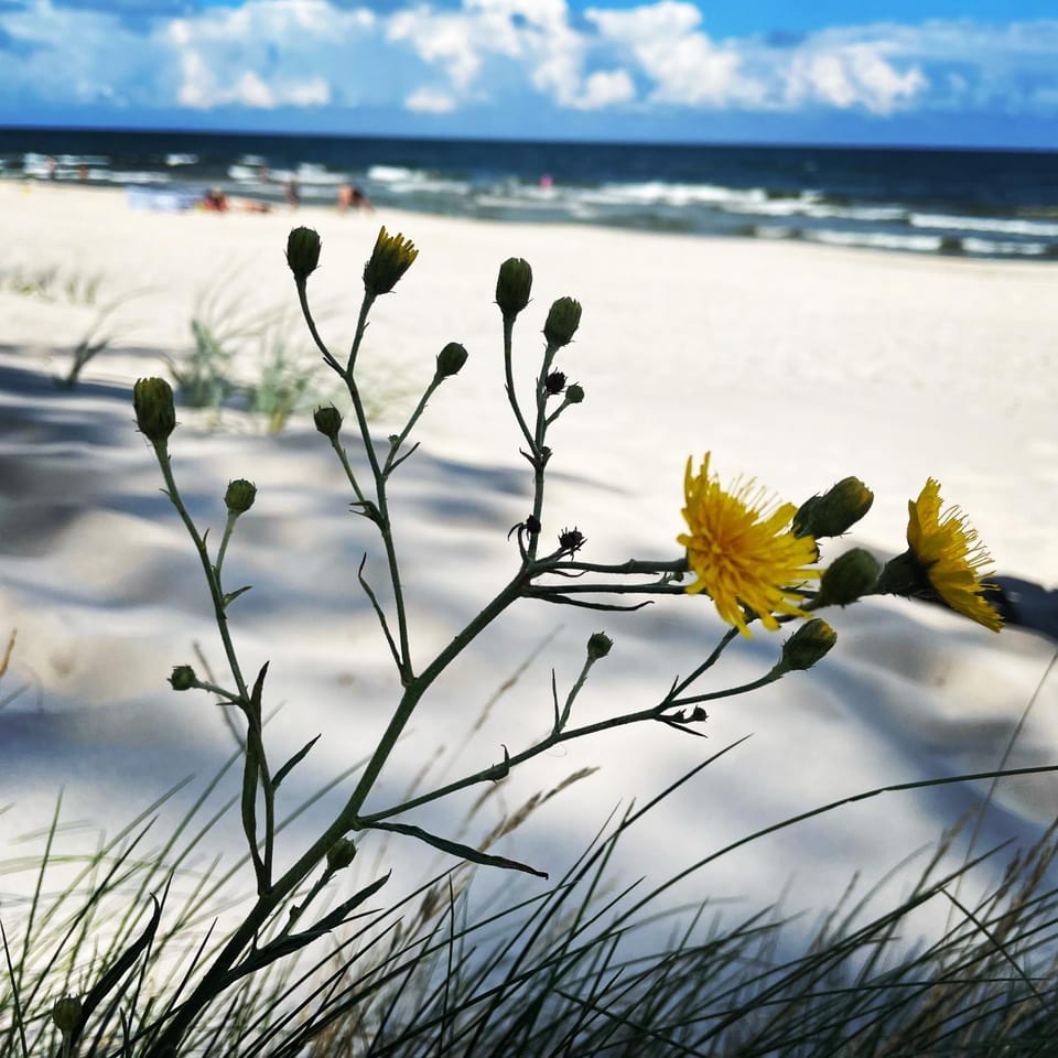 Natural landscape, Beach