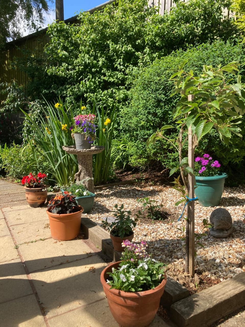Garden view