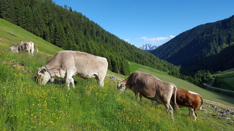 Gallfallalm Chalet in Trentino-South Tyrol