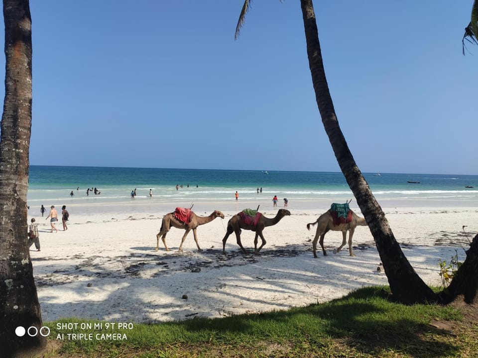 Rosy Sea Front Beach Condo Apartment in Mombasa
