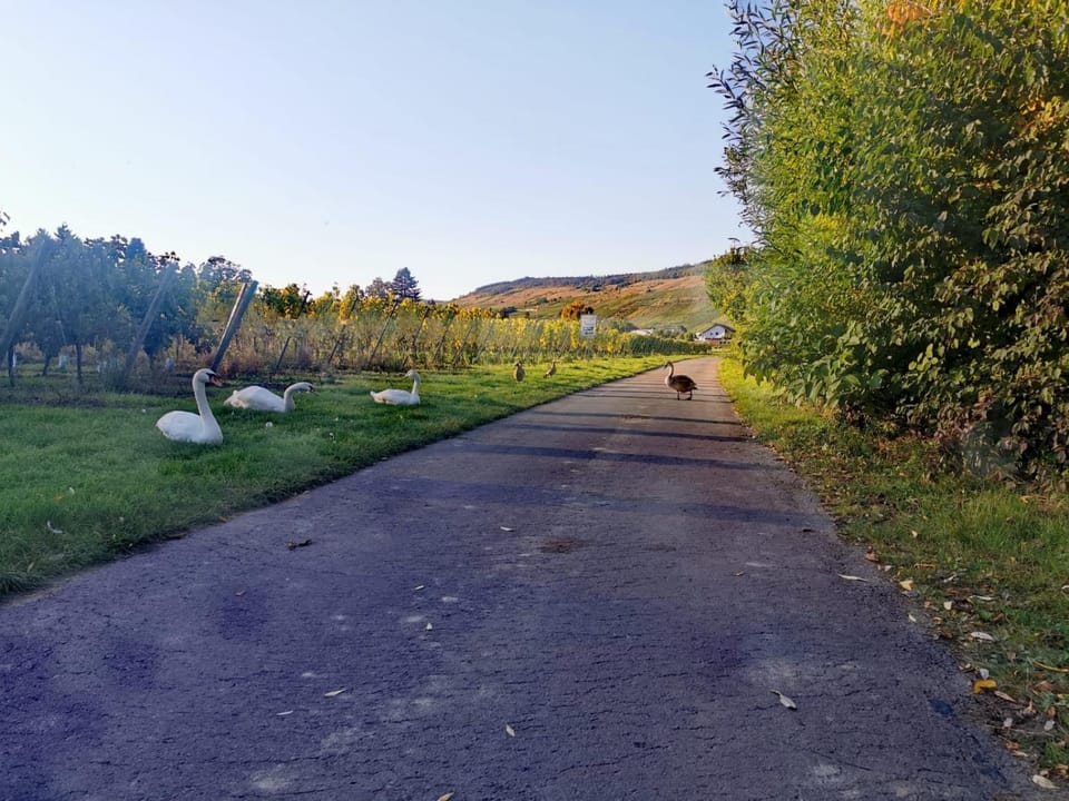 Tiny House Mehring Campground/ 
RV Resort in Trier-Saarburg