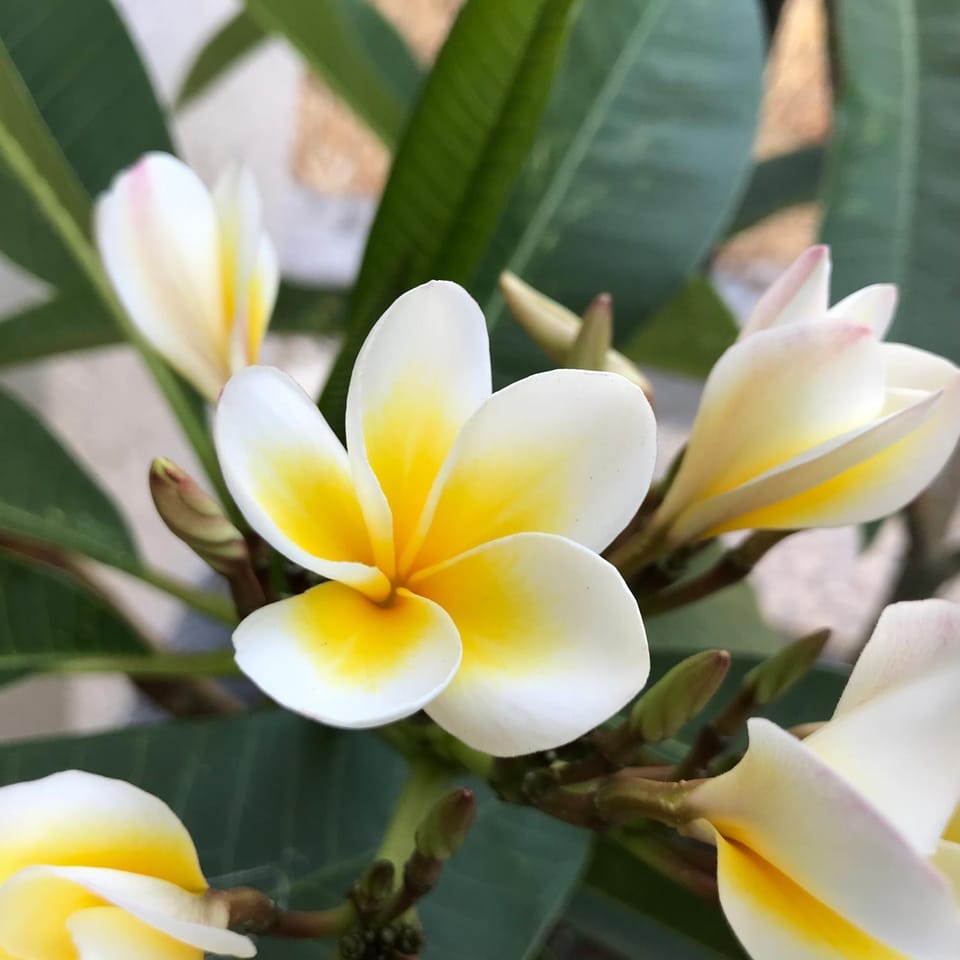 Sevasti Studios Eborios Kalymnos Apartment in Kalymnos