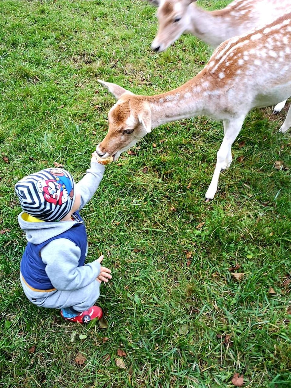 Animals