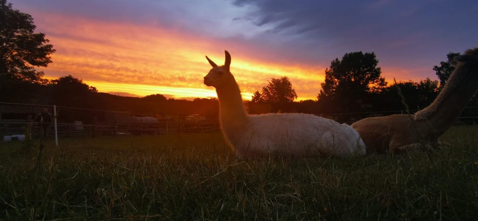 Natural landscape, Animals, Sunset