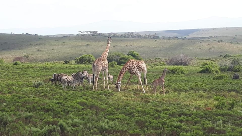 Fijnbosch Game Lodge Jeffreys Bay Bed and Breakfast in Eastern Cape