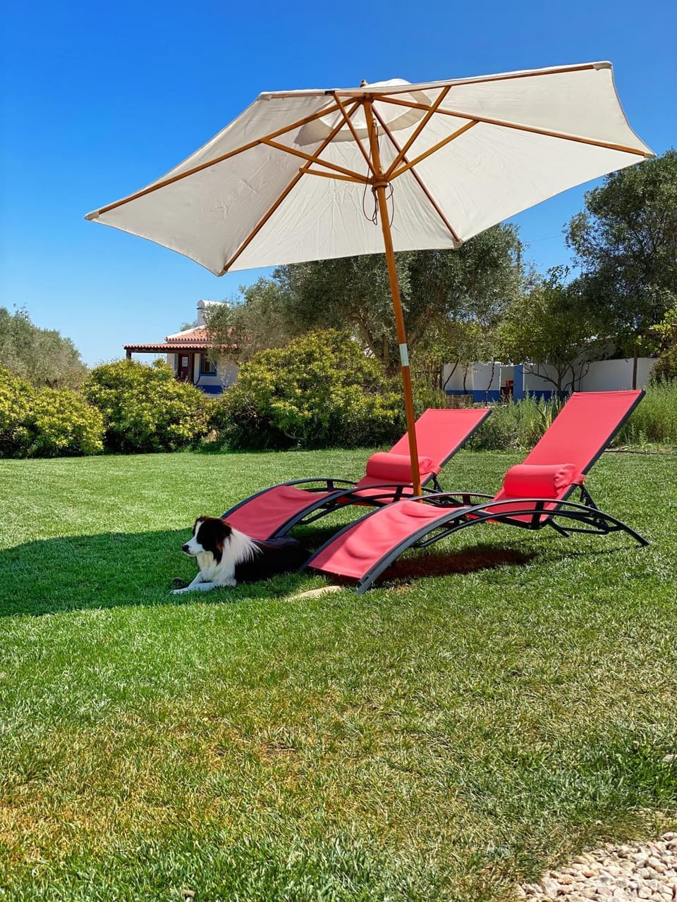 Day, Natural landscape, Garden, Pets, Garden view, Pool view, Swimming pool, sunbed