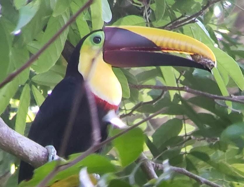Finca la Bonita, Playa Carate Nature lodge in Puntarenas Province