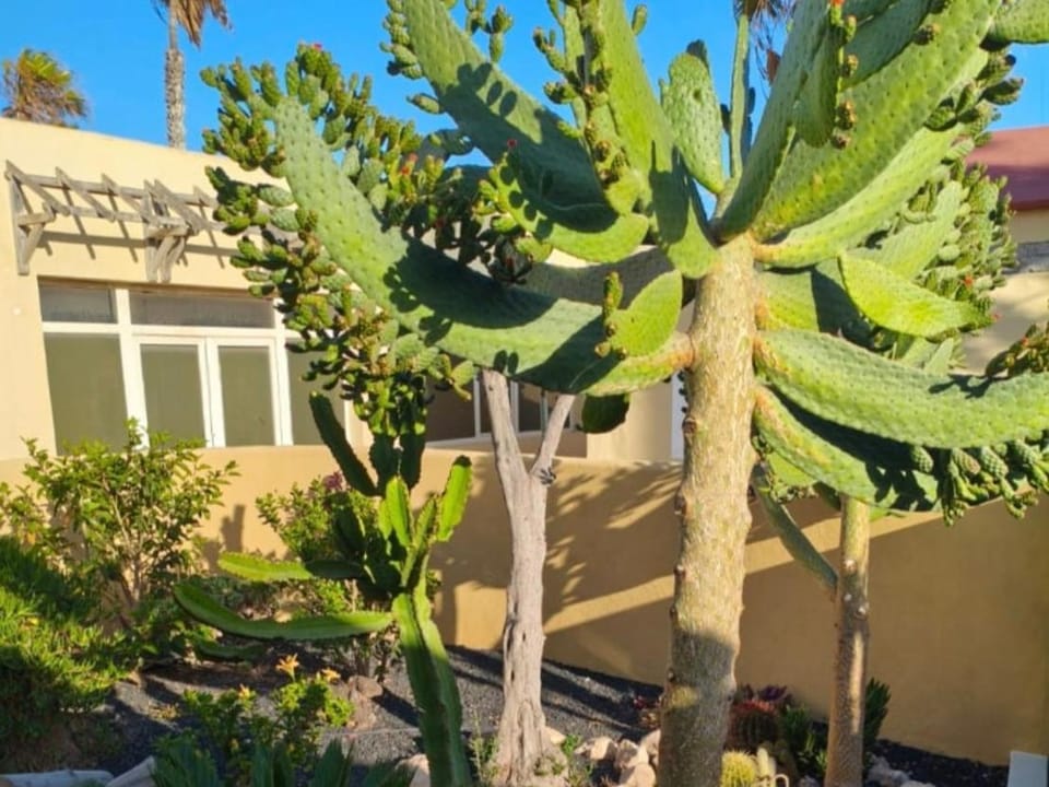 El Caseto Apartment in Fuerteventura