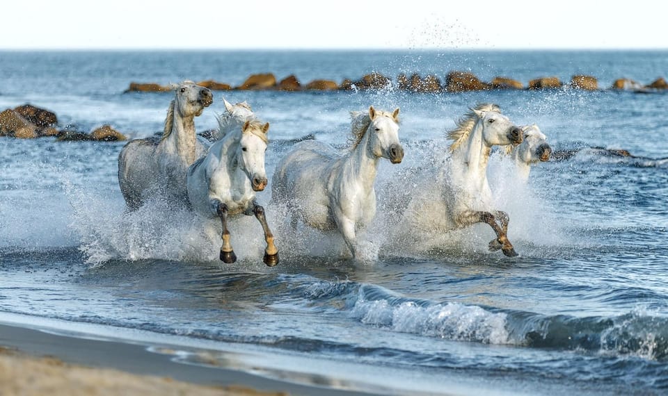 Day, Natural landscape, Beach, Animals, Sea view