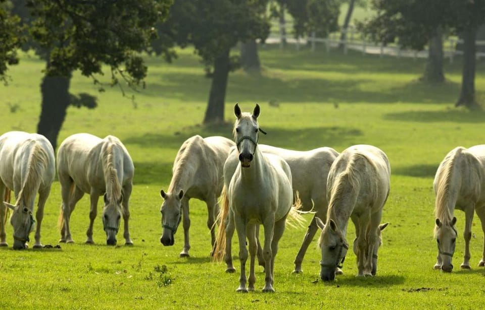 Horse-riding