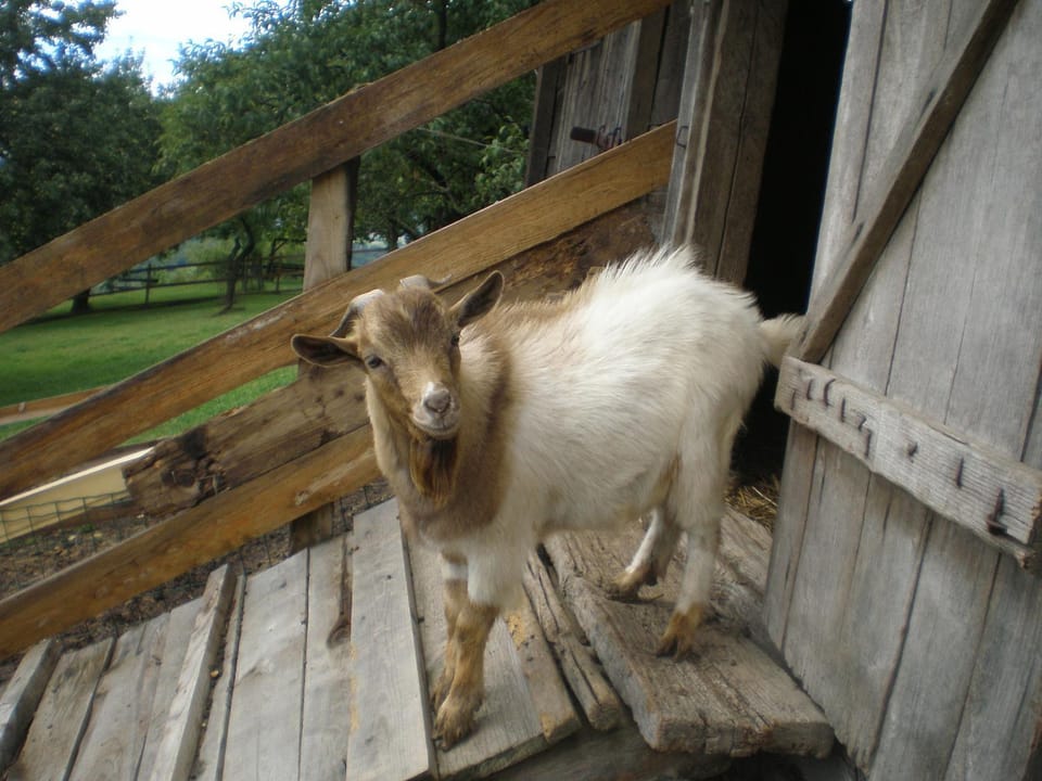 Animals