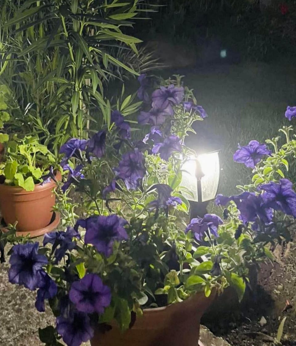 Spring, Night, Garden, Garden view