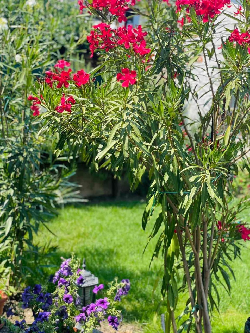 Spring, Day, Natural landscape, Garden, Garden view