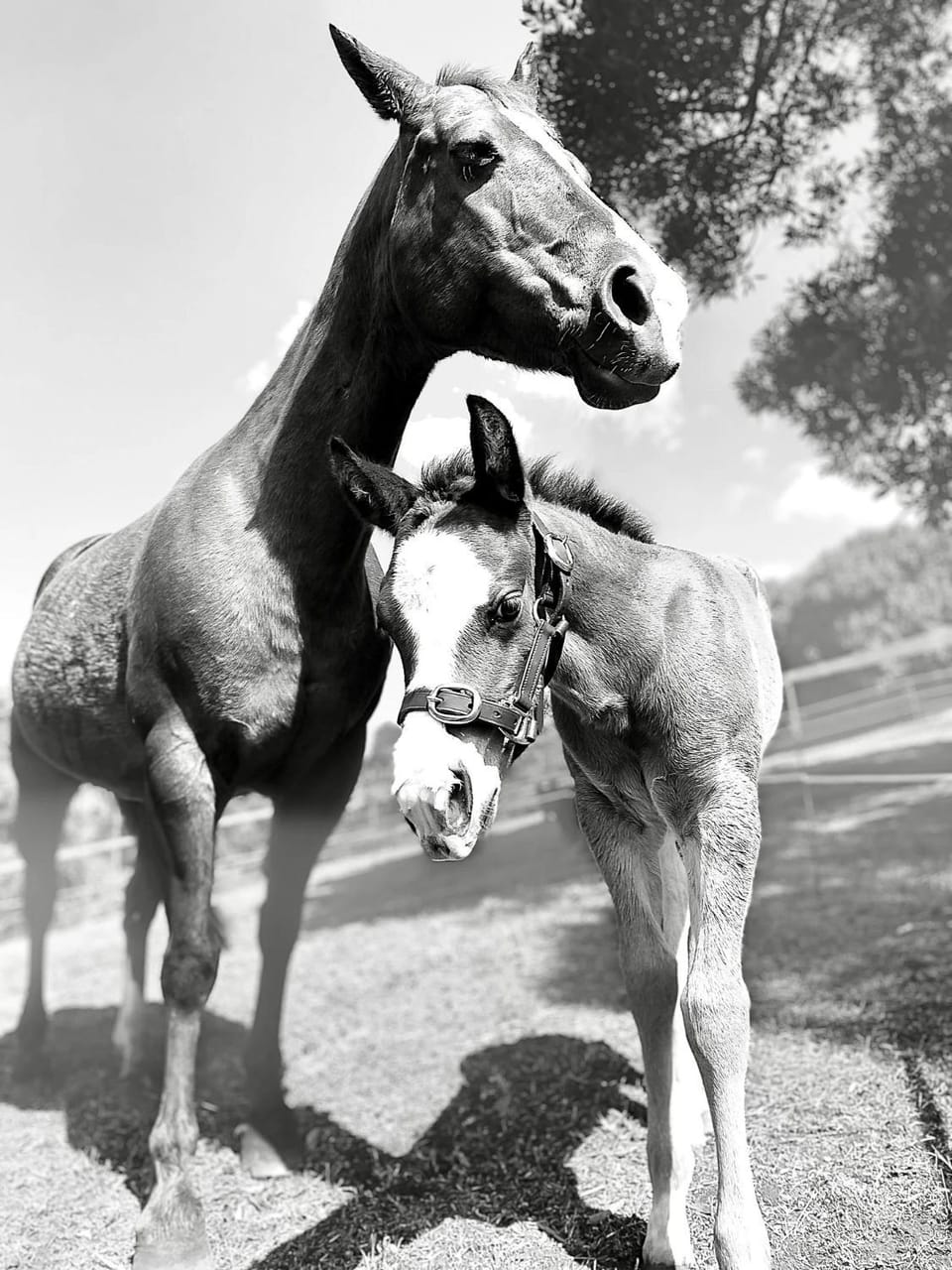 Animals