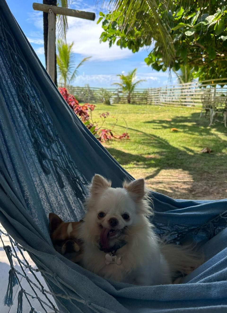 Pets, Garden view, Sea view