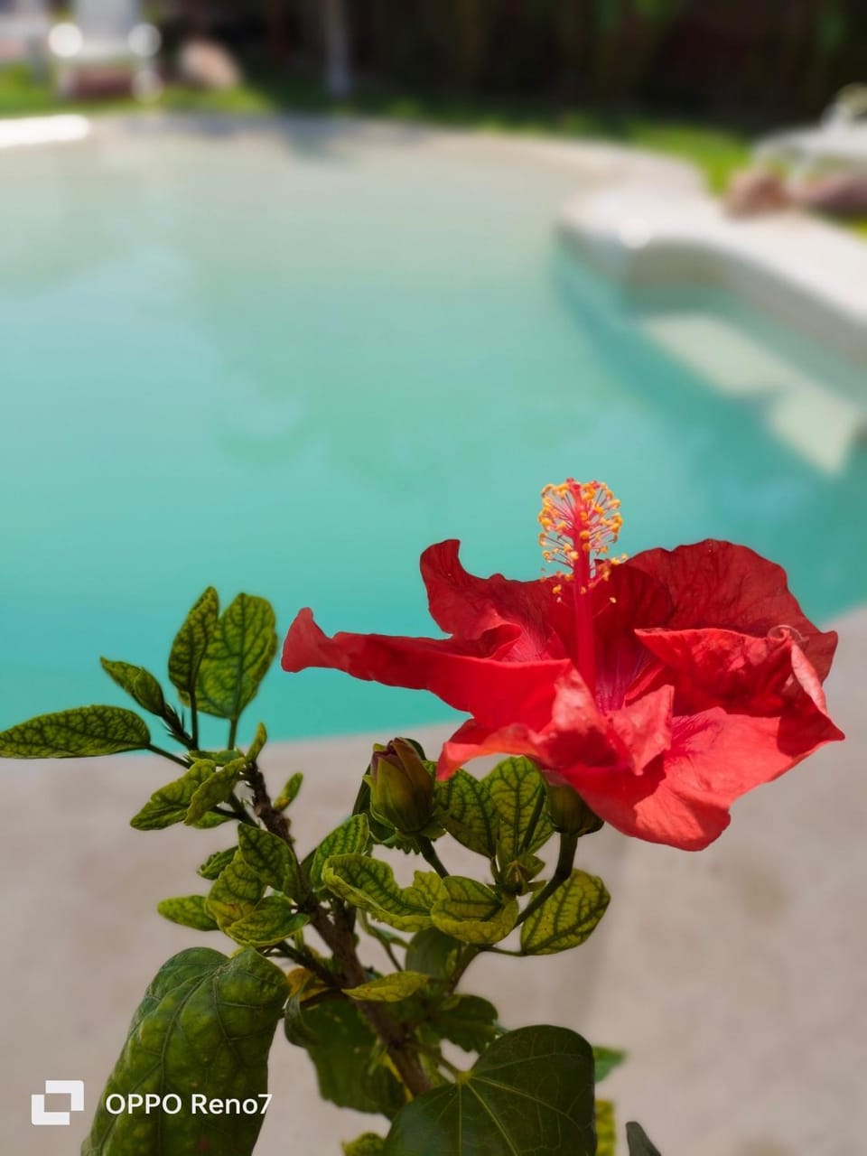Garden view, Swimming pool